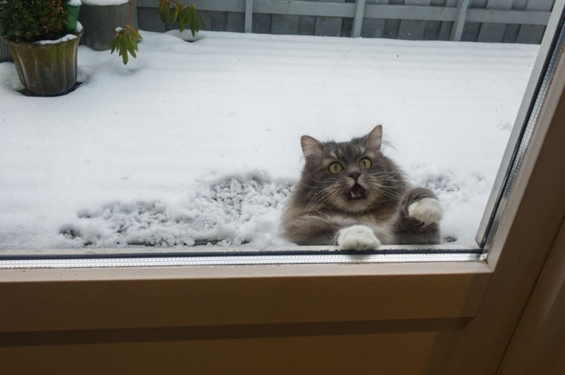 Create meme: the cat walked up, cat , cat in the cold