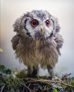 Create meme: owlet, owl, bird owl