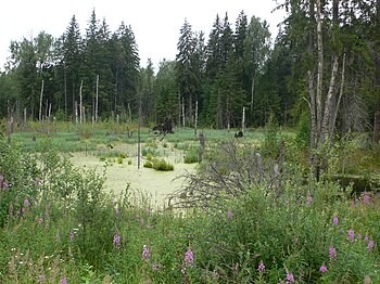 Create meme: a hummock in the swamp, Cherepovets swamp, Galkino swamp