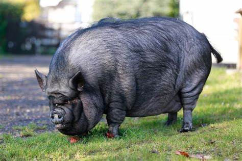 Create meme: breed of duroc pigs, the breed of pigs is Vietnamese lop - bellied, big fat pig