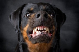 Create meme: the most dangerous dog breeds, köpek sesi, fighting dogs