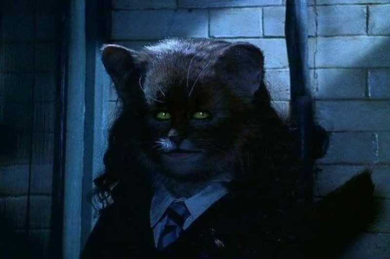 Create meme: Harry Potter the cat, Hermione Granger cat, Harry Potter Hermione cat