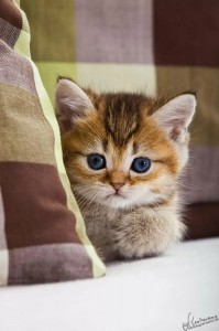 Create meme: cute kittens, cute cats