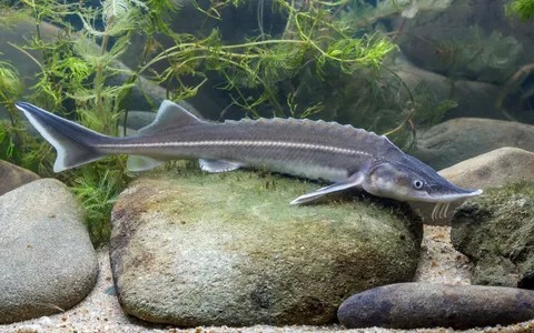 Create meme: sterlet (acipenser ruthenus linnaeus, 1758, siberian sturgeon, sterlets