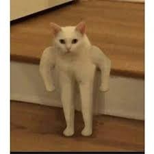 Create meme: the cat from the meme, white cat jock, the Jock cat meme original