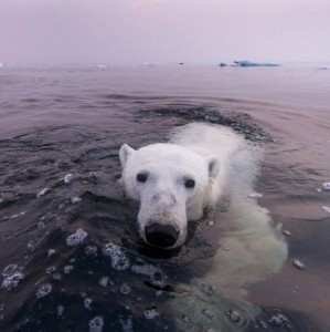 Create meme: pristine Russia, polar bear, polar bear