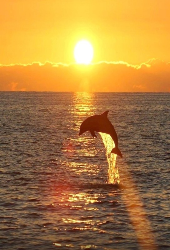 Создать мем: море на закате, дельфины на рассвете, дельфины на закате