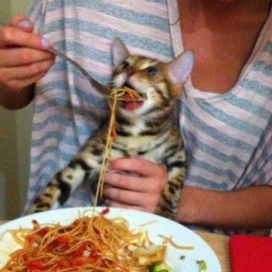 Create meme: meme the cat and pasta, meme feed the cat, cat fed pasta