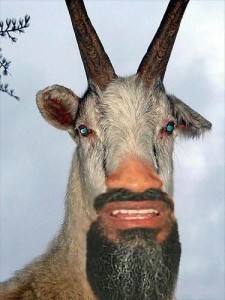 Create meme: goat animal, goat, old goat