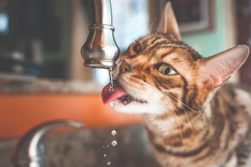 Создать мем: кот пьет воду, кот и кран с водой, бенгальская кошка