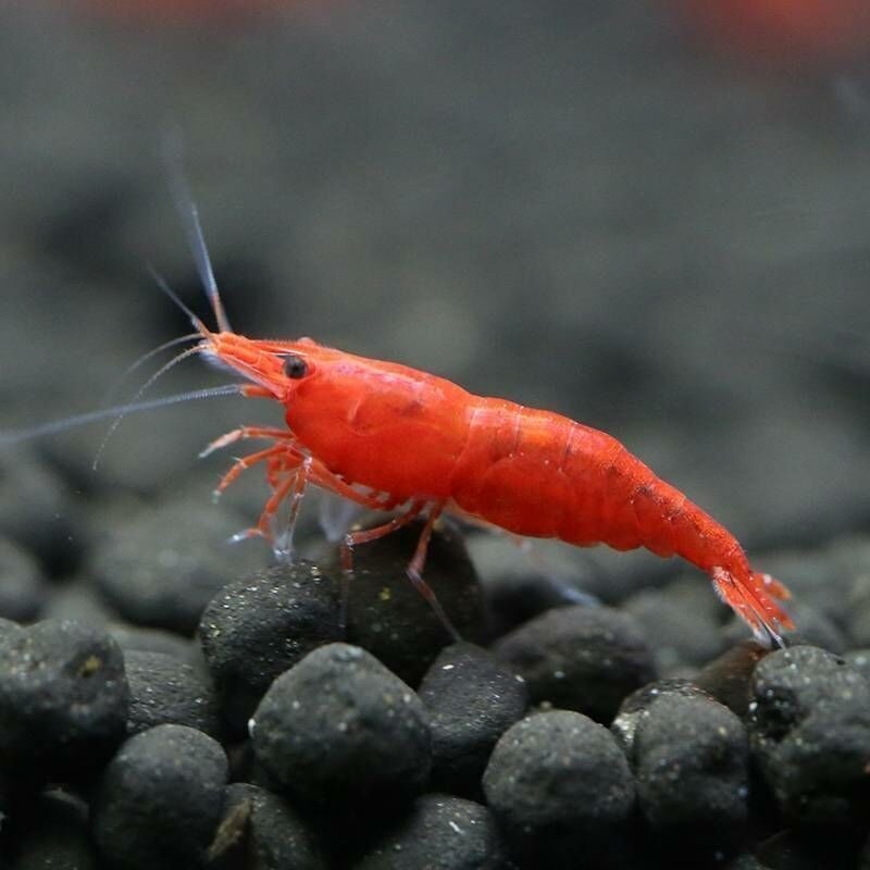 Create meme: shrimp red fire, aquarium shrimp red fire, shrimp red crystal