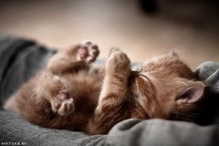 Create meme: cute kitten, kitten, sleep