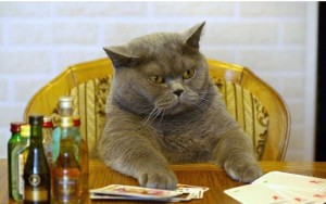 Create meme: drunk cat, fat cat, funny British Shorthairs
