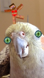 Create meme: Papp, Corella, funny birds