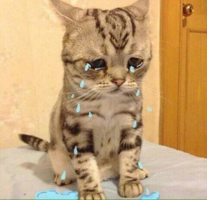 Создать мем: очень грустный кот, кот лот грустный, грустный кот порода