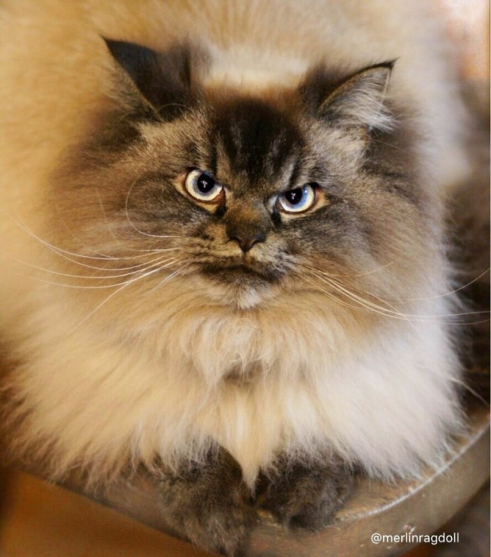 Create meme: breed ragdoll, cat , angry fluffy cat