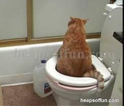 Create meme: toilet, cats, cat