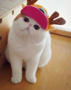 Create meme: exotic Shorthair, Japanese cat Snoopy, exotic Shorthair cat Snoopy