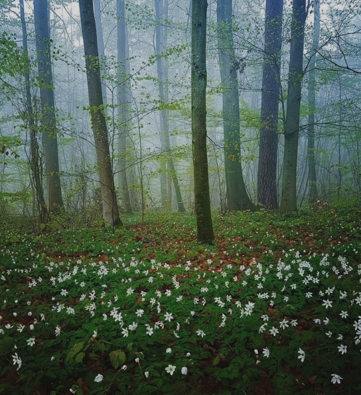 Create meme: flowers in the spring in the forest, spring forest, spring in the Crimean forest