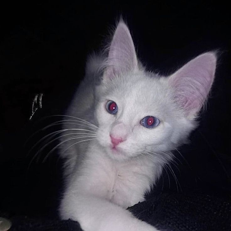 Create meme: albino cat, albino cat with red eyes, oriental albino