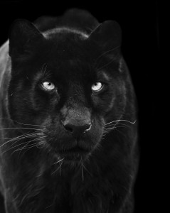 Create meme: cat Panther, Panthers, black Panther black and white