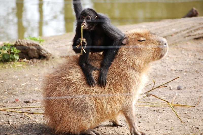 Create meme: capybara cub, big capybara guinea pig, capybara rodent