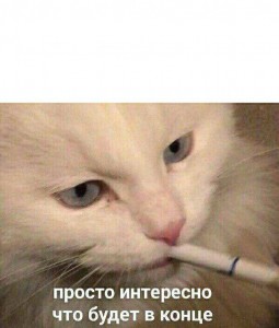 Создать мем: кошка, кот с сигаретой, белый кот курит