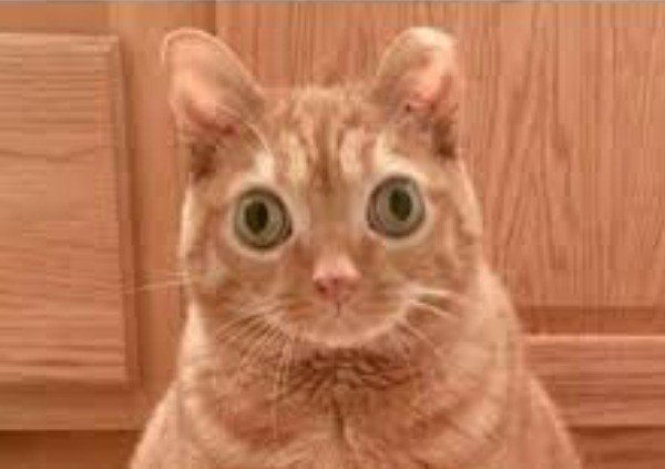 Create meme: cat in shock, bug - eyed cat, cat with bulging eyes