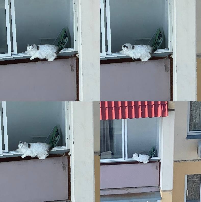 Create meme: the muzzle in the window, window , The cat jumps out of the window