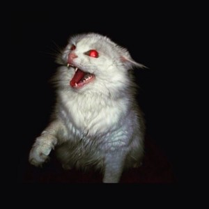 Create meme: scary animals, evil cat, cat