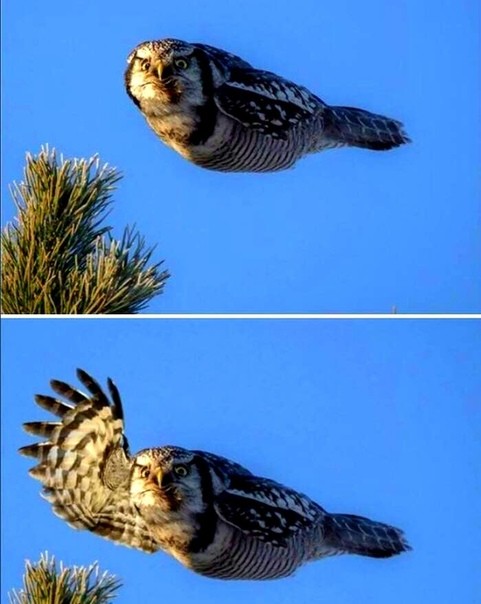 Create meme: owls meme, A hawk owl in flight, hawk owl 