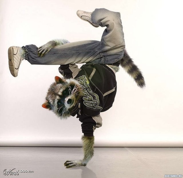 Funny Raccoon Dancing