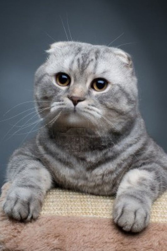 Create meme: cat Scottish fold, Scottish fold cat, scottish fold scottish fold