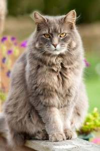 Создать мем: кошка серая, европейская длинношерстная кошка, серый кот