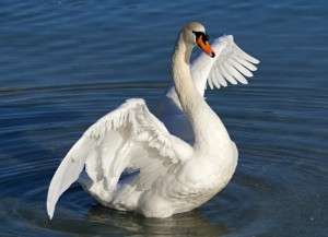 Create meme: bird Swan, Swan