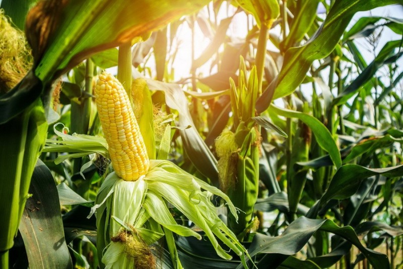 Create meme: corn inflorescence, corn cobs, corn field