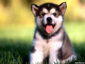 Create meme: husky, husky puppies, cute puppies huskies