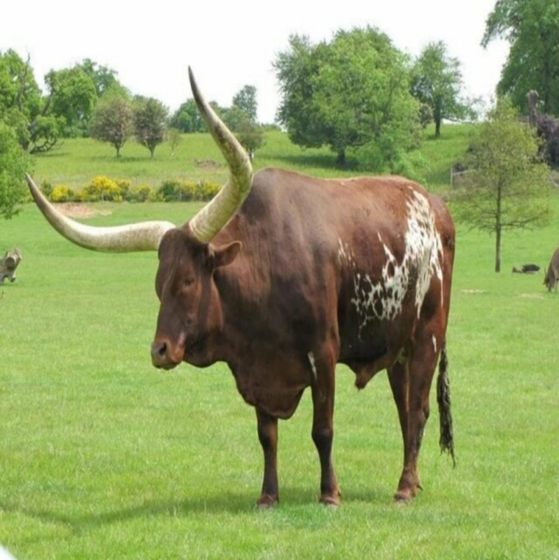 Создать мем: корова и бык, бык породы лонгхорн, породы быков