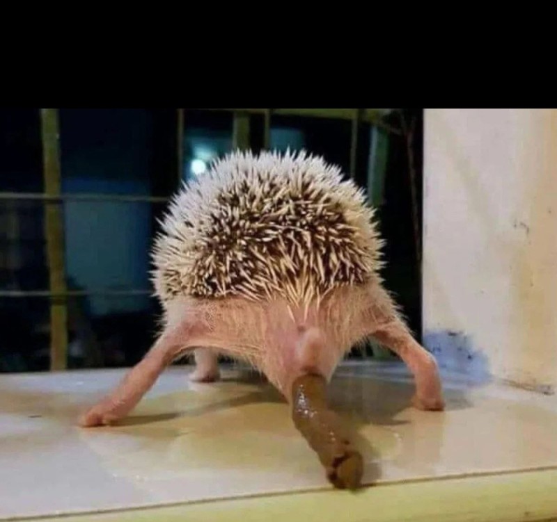 Create meme: African pygmy hedgehog , Hedgehog's butt, funny hedgehogs