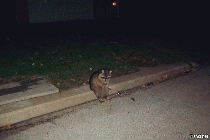 Create meme: the raccoon was noticed, raccoon drain, cat 