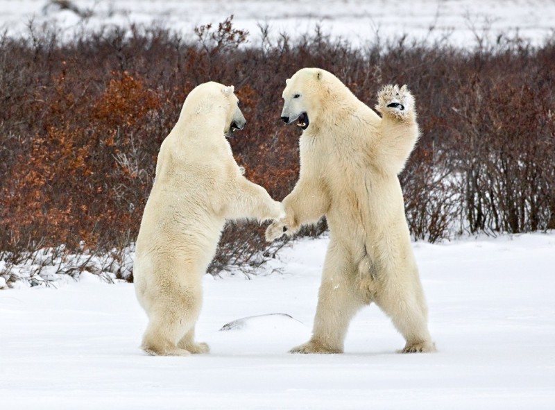 Create meme: polar bear , dancing polar bear, polar bear funny