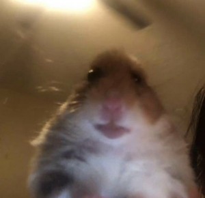 Create meme: hamster, hamster meme, hamster