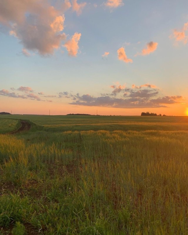 Create meme: steppe landscape, landscape , dawn in a field