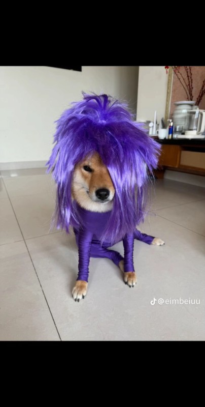 Create meme: purple dog, a dog in a wig, dogs