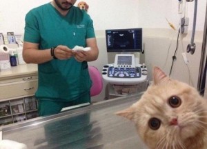 Create meme: veterinarians, veterinary clinic, veterinarian