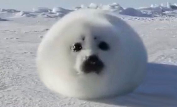 Create meme: The white seal, baby seal, belek is a baby seal