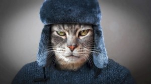 Создать мем: кот в шапке, кот в шарфе, кот