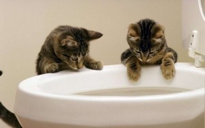 Create meme: The kittens look in the toilet