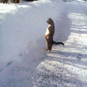 Create meme: cat in snow meme, cat with awp, cat 