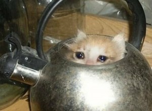 Create meme: Cat, cat in the kettle meme, cat